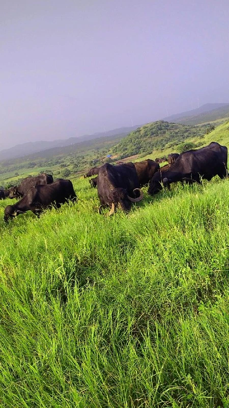 પાસ ભેસુ વેસવાન...