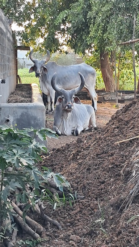 બળદ વેચવા ના છે