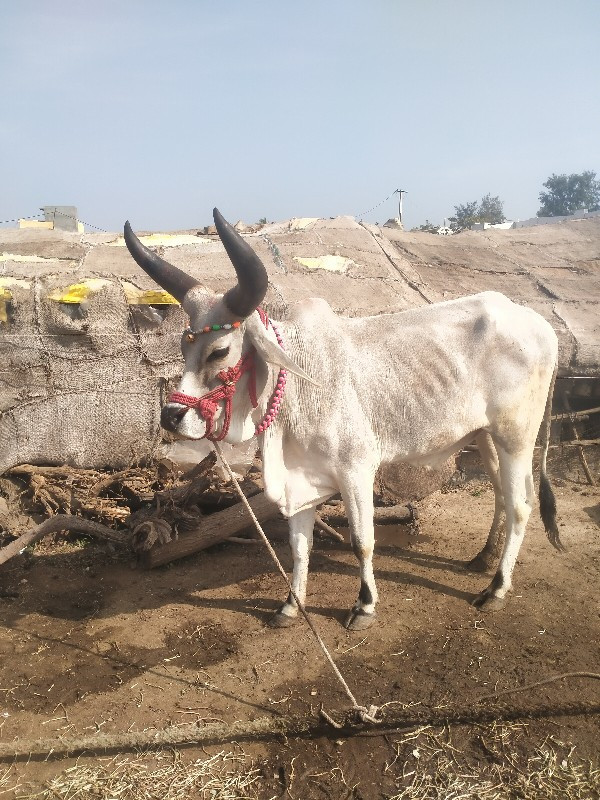 શિવ સહિત શિવ સહ...