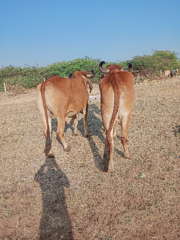 દેવાણી વાઘેલ ફૂ...