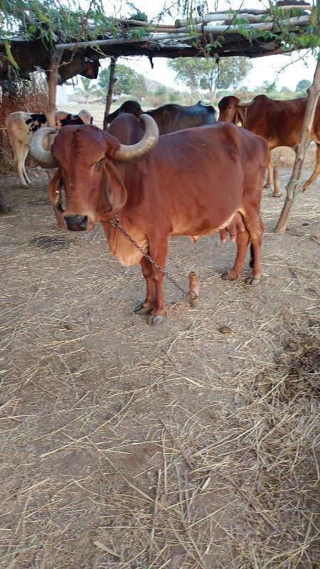 ગાય વેચવાની છે