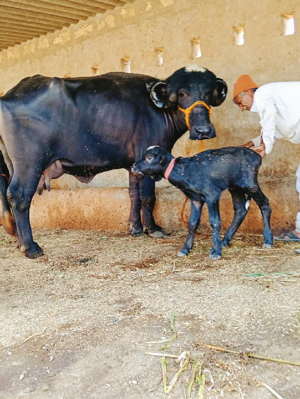 ખડીલુ વેચવાનો છ...