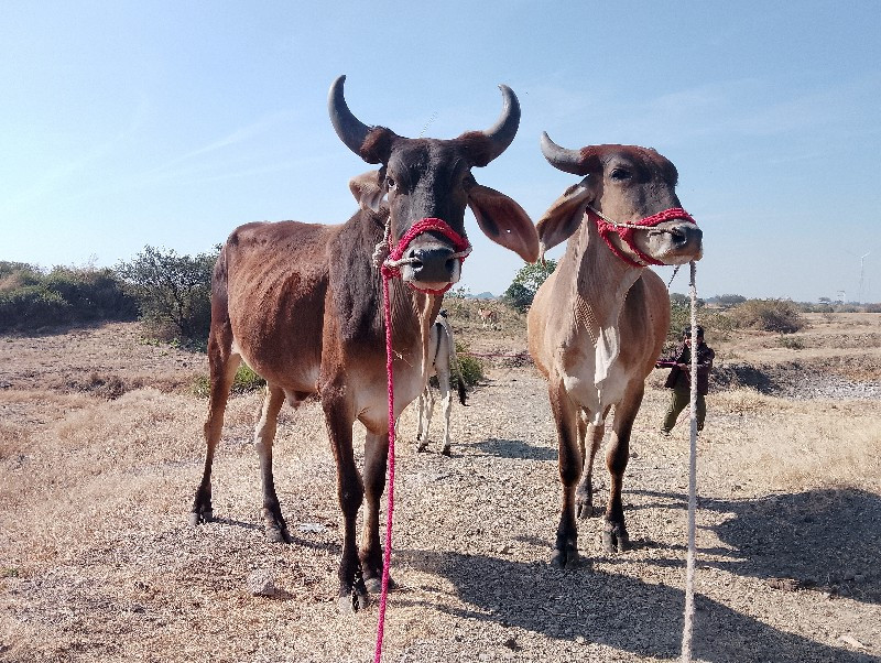 સાવ સો જાજે ફુલ...