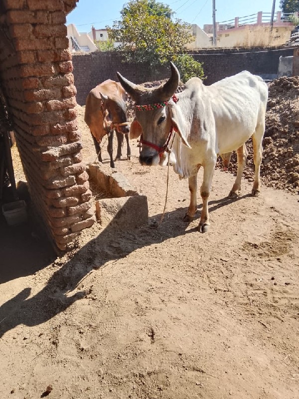 વાછડો વેચવાનો છ...