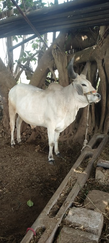 ગોઢલો વેચવા નો...