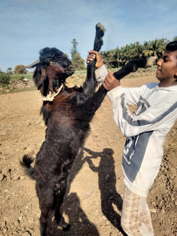 ત્રણ દેવાના છે...