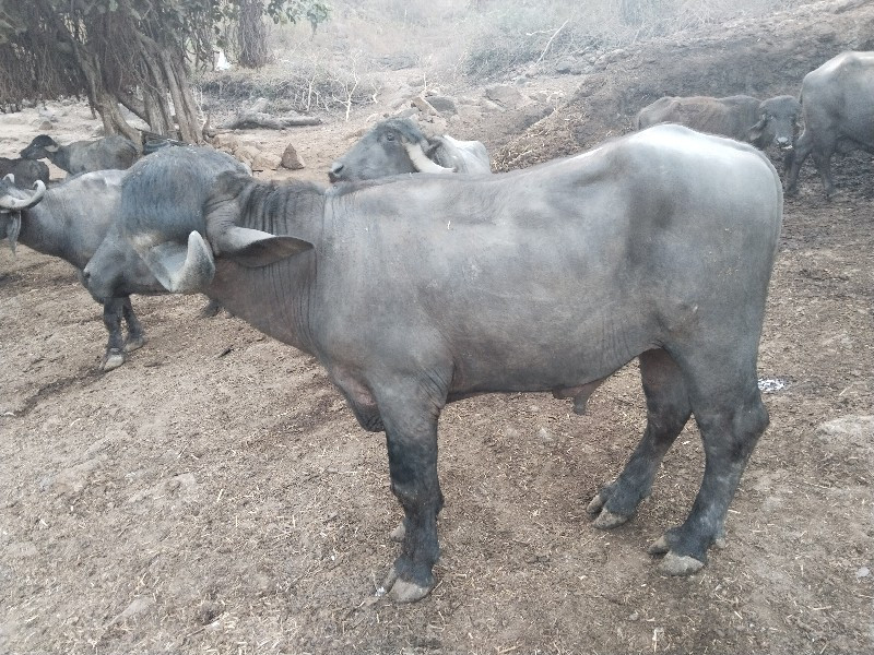 પાડો