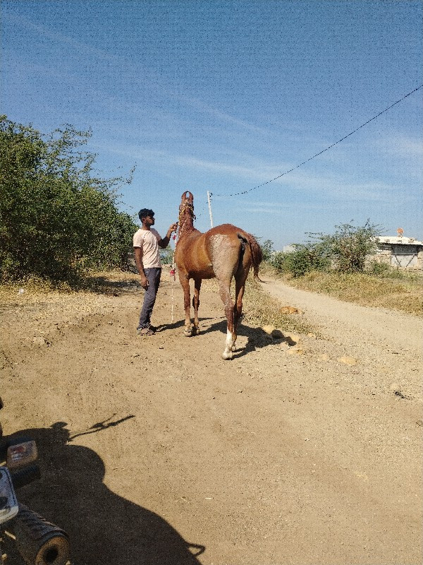 ઘોડી વેસવાની સે...