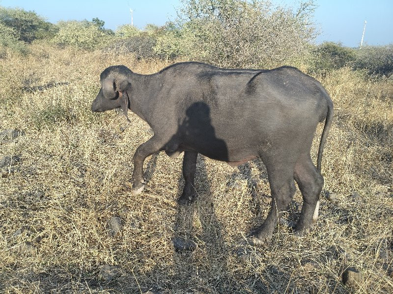 ભેંસ