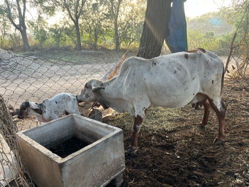 Gay Vechvani