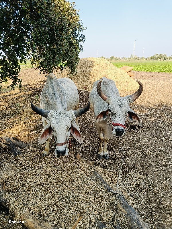 ગોઢલા