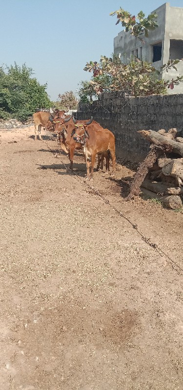 શિવ સાહેબ