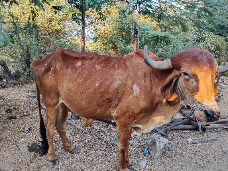 ravi Ravi bhai