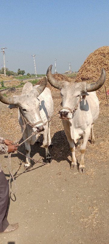 બળદ વેચવાના  છે