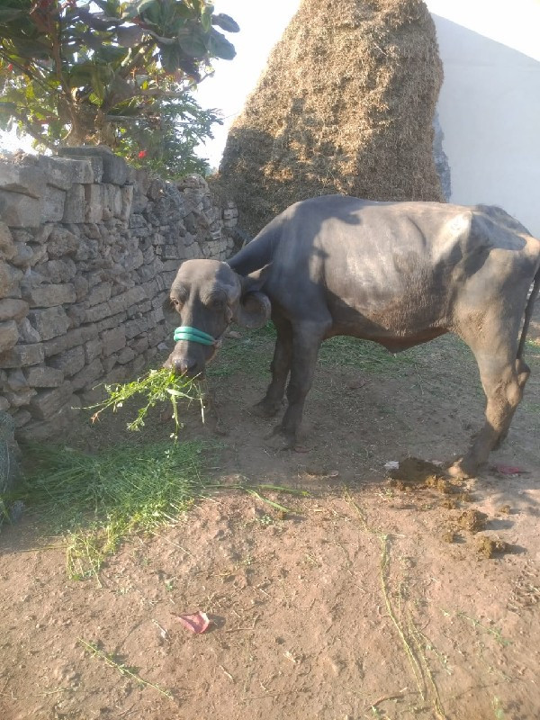 ર્રુત્વિક્