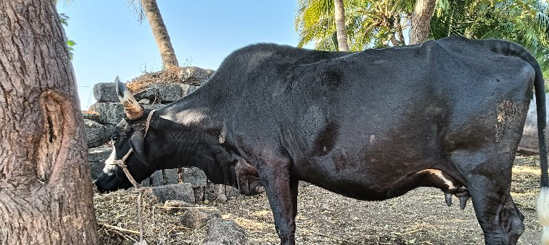 SF ગાય