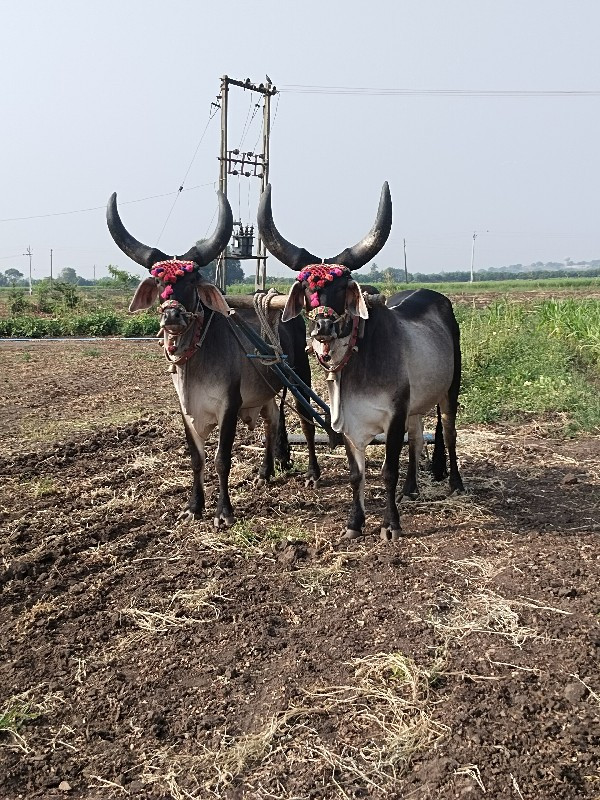 બળદ વેસવાના છે...