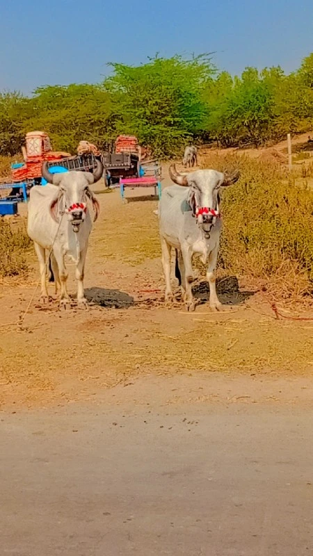 એક વાણી વાવેલ્સ...