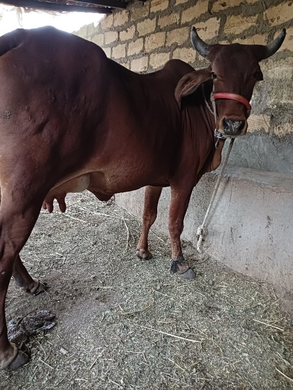 ગાય વેચવાની છે