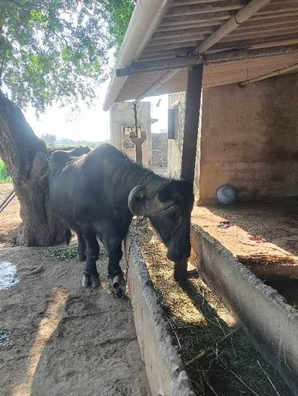 ભેંસ વેચવાની છે...