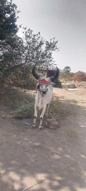 ગોઢલો વેચવાનો છ...