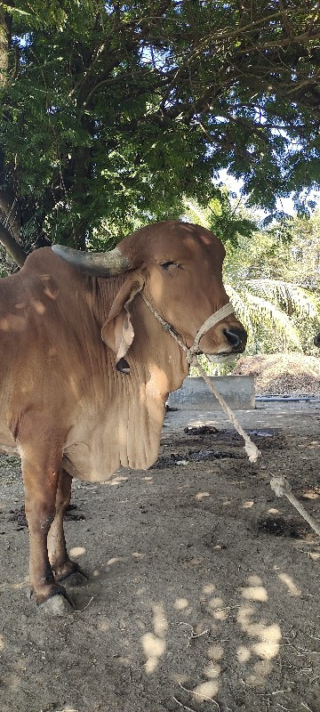 ગાય વેસવાનીછે