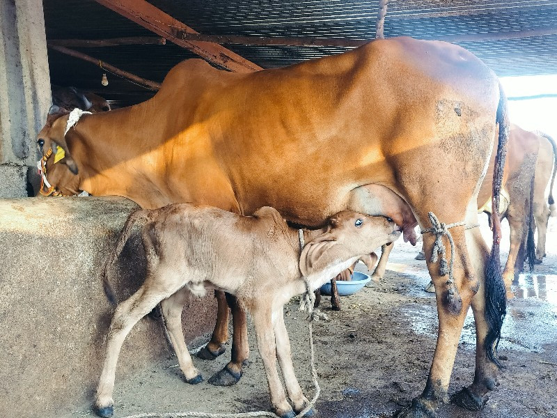 ગાય દેવાનિછે