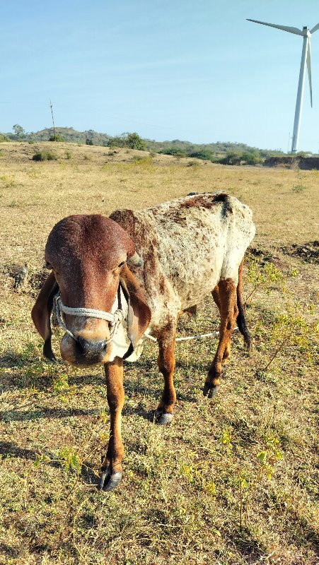 ગોઢલા વેસવાના છ...