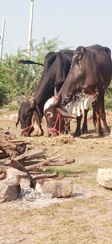 દેવીપુજક ગુડલા...