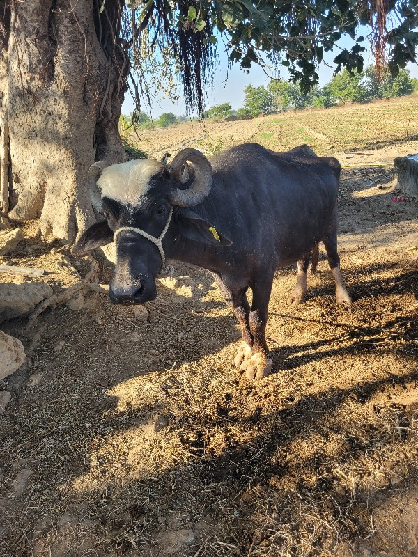 ભેંસ વેંચવાની છ...