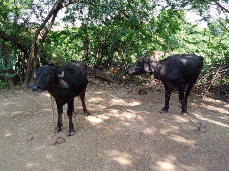 ઓરીજનલ જાફરાબાદ...