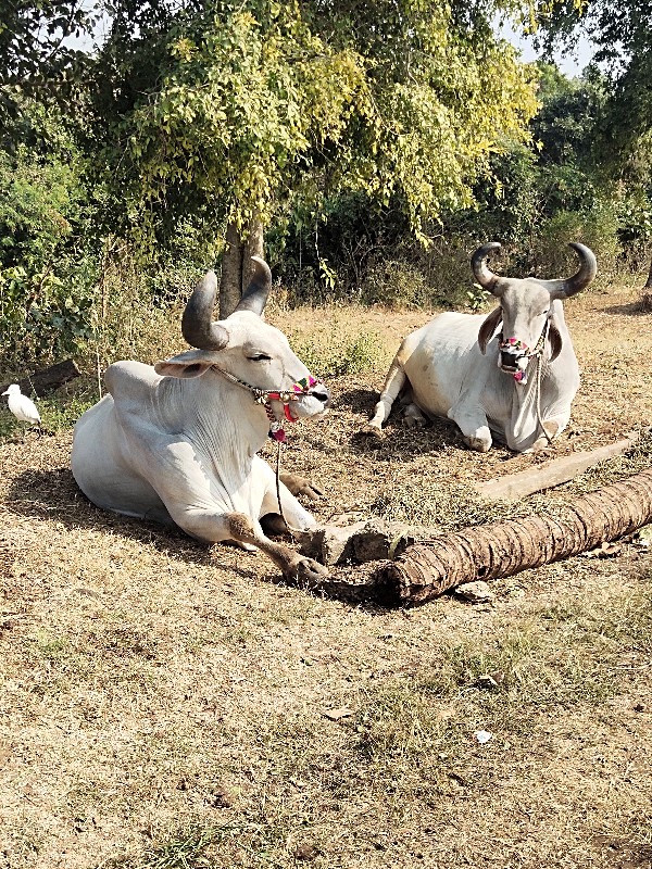 બળદ