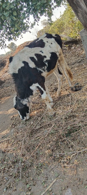 રાણપુર બોટાદ