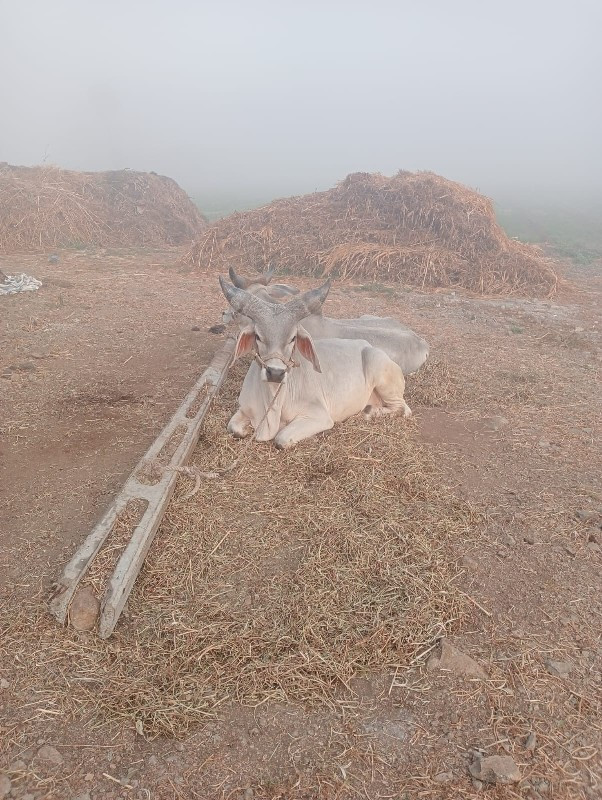 ગોઢલા વેચવા ના...