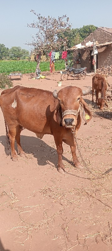 લાલ દેસી ગા વેચ...