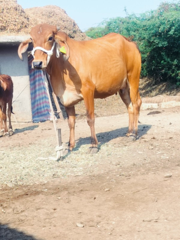 ગાય દેવાનિછે