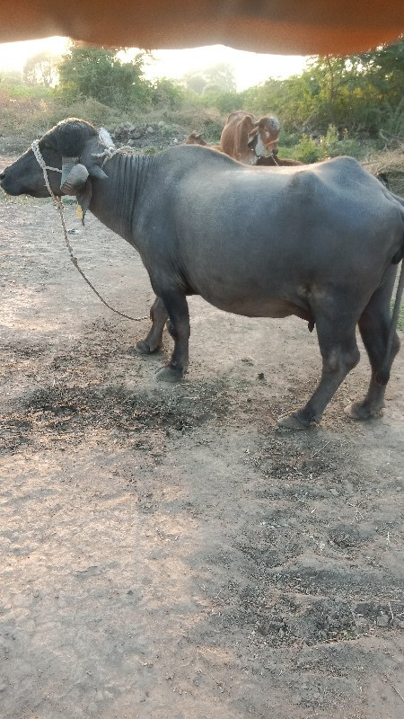 ભેંસ વેચવા ની છ...