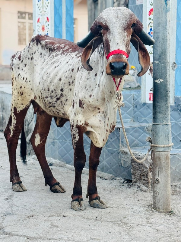 વાછડી વેચવાની છ...