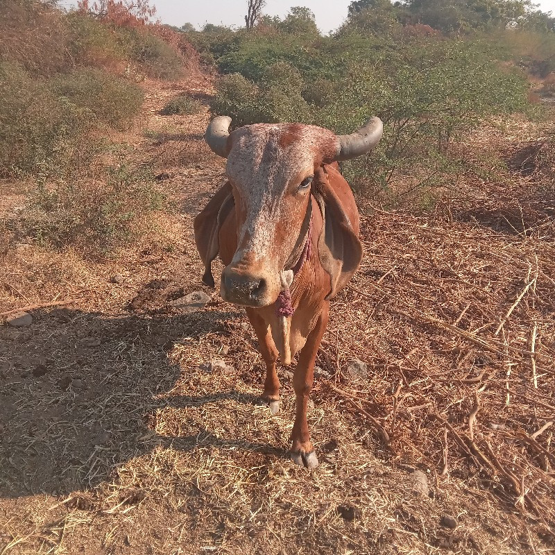 ગાયવેચવેનીછે