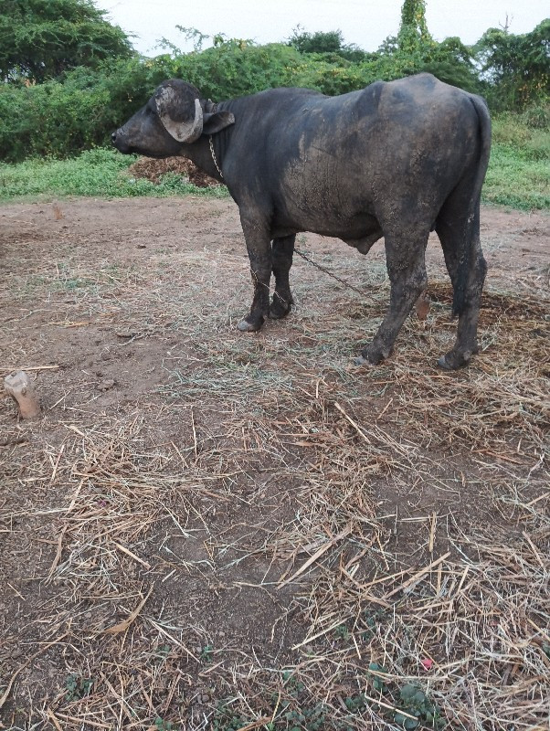 પાડો