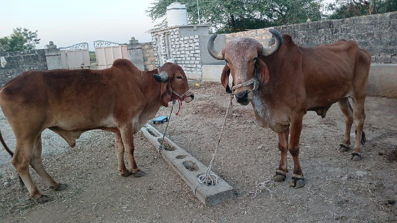 બળદ વેસવા ના છે...