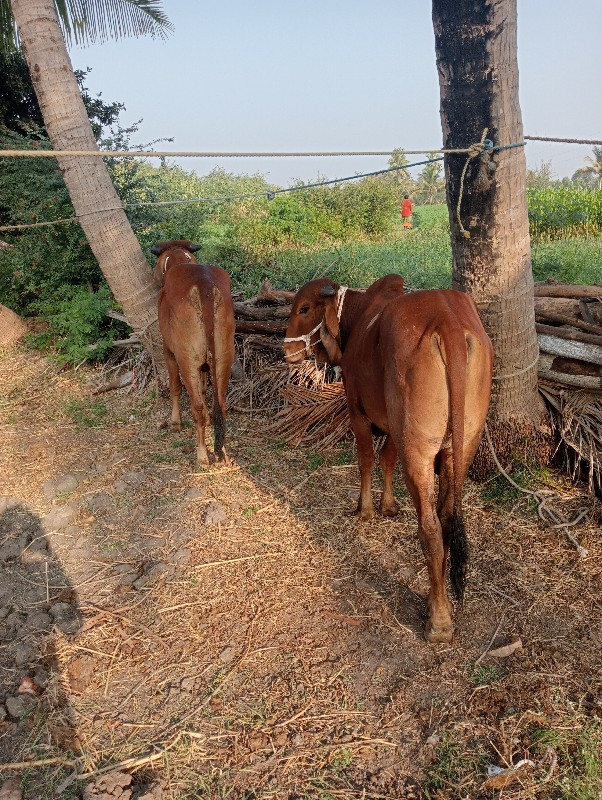 ગોધલા વેસવાનાછે