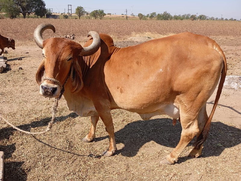 ગાય વેચવાની છે