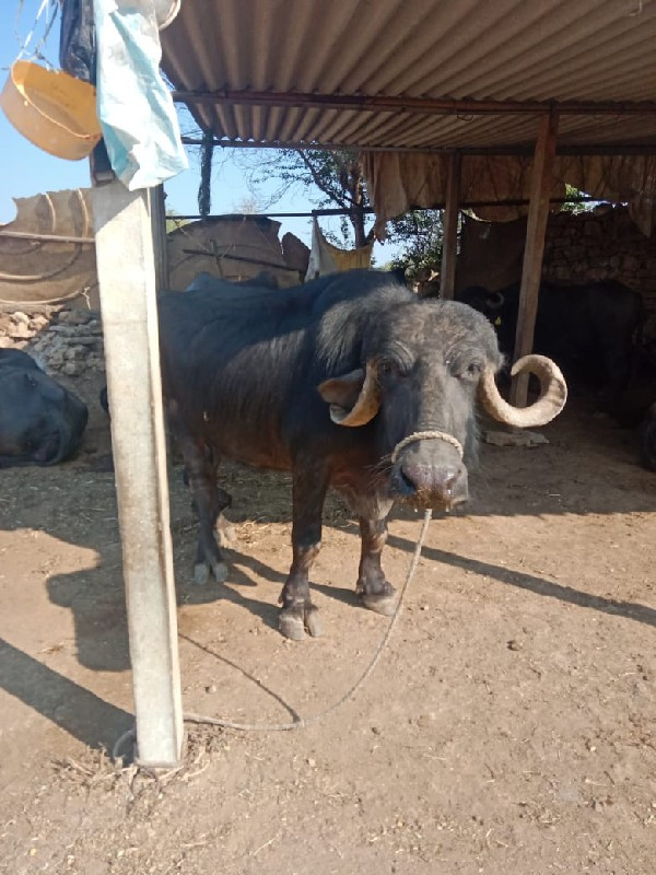 ચાર ચાર લીટર દૂ...