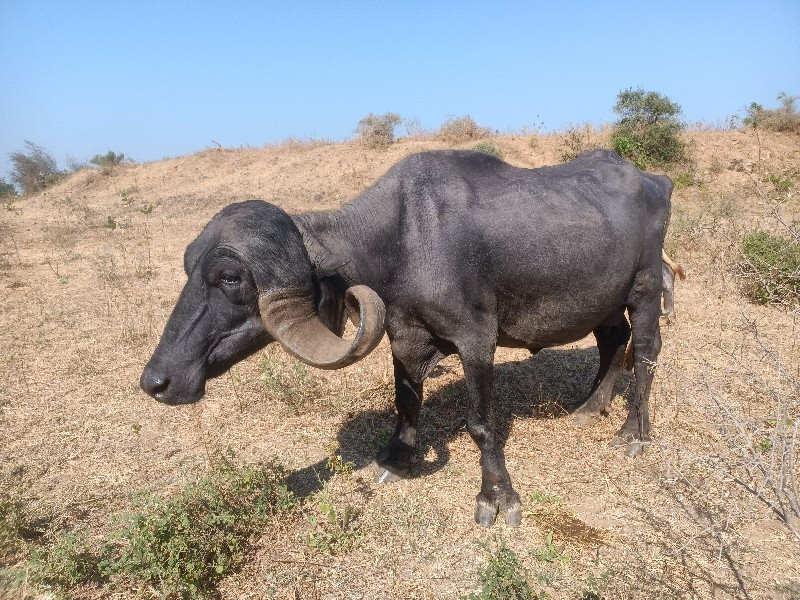 ભેંસ વેચવાની છે