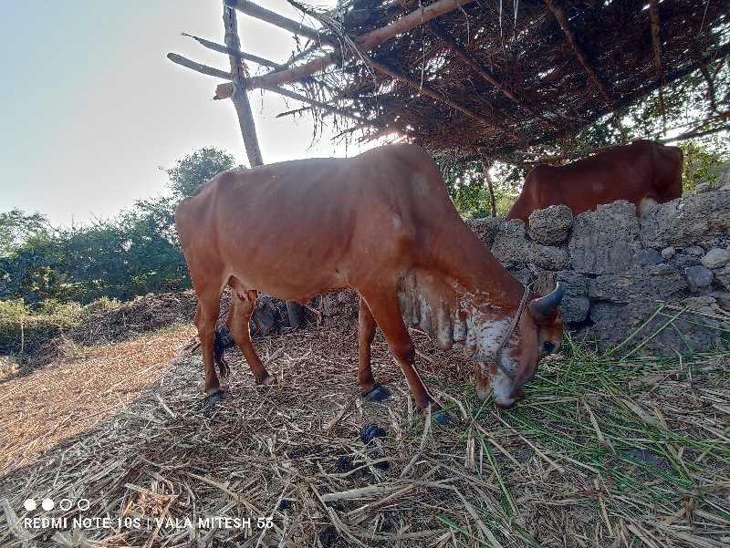 ગીર ઓડકી  વેસવા...