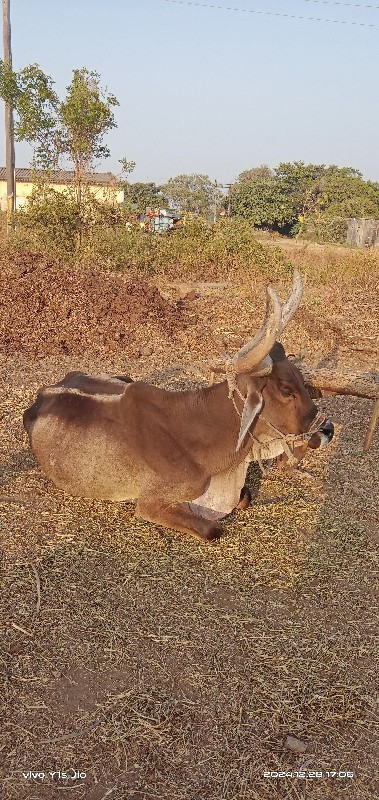 બળદવેસવાનાછે