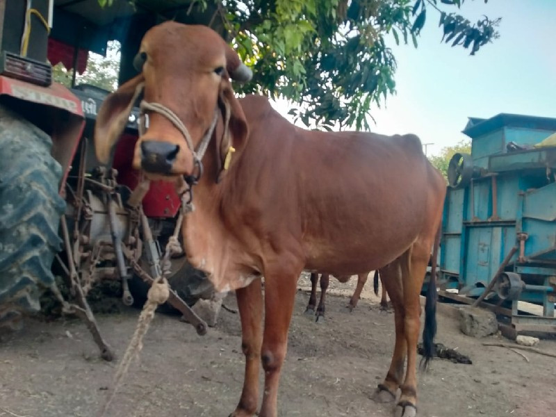 આઠમો મહિનો ગાભણ...