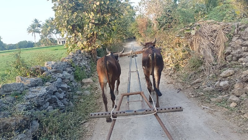 વાસડા વેચવાના છ...