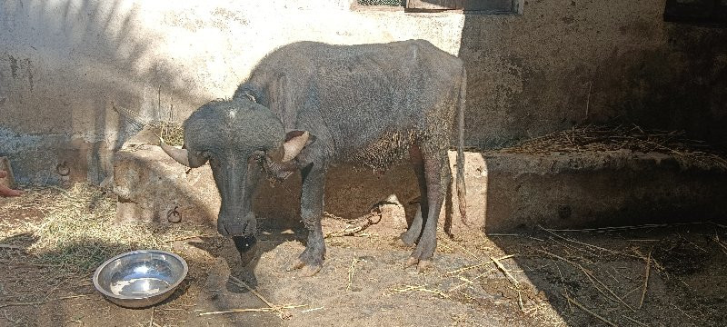 પાડો વેચવાનું છ...